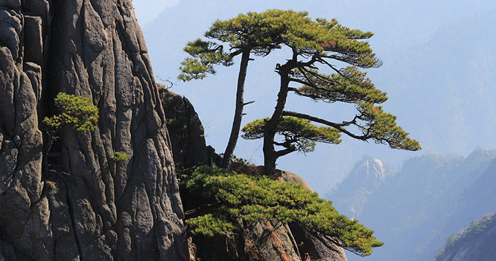 鳞翅目害虫有哪些,鳞翅目害虫概述及其代表性种类(通用2篇)(图2)